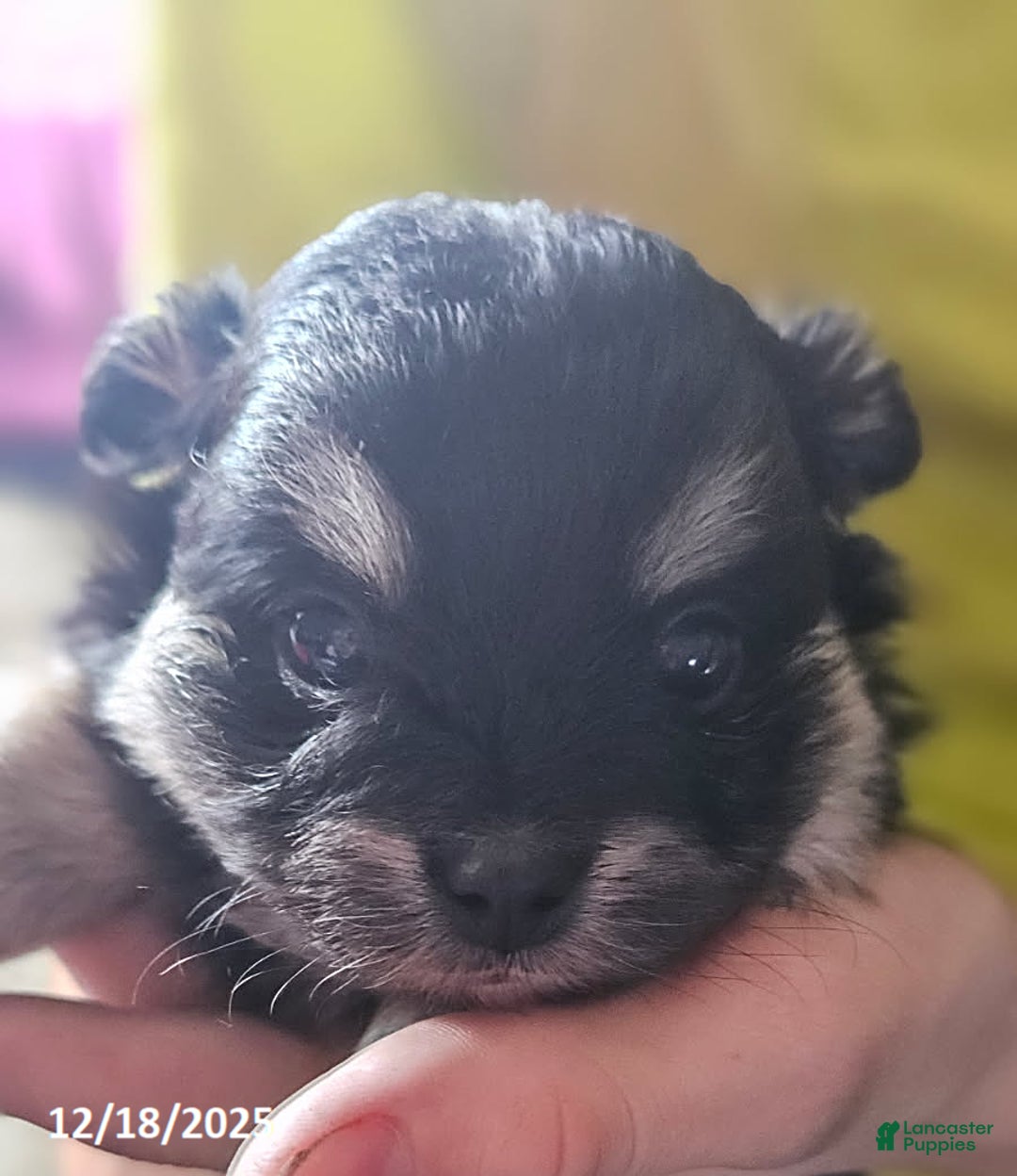 Mixed Breed dogs for sale: Zoey - Ad 4