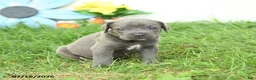Cane Corso dogs for sale: River - Ad 3