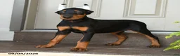 Doberman Pinscher dogs for sale: Darla - Ad 5