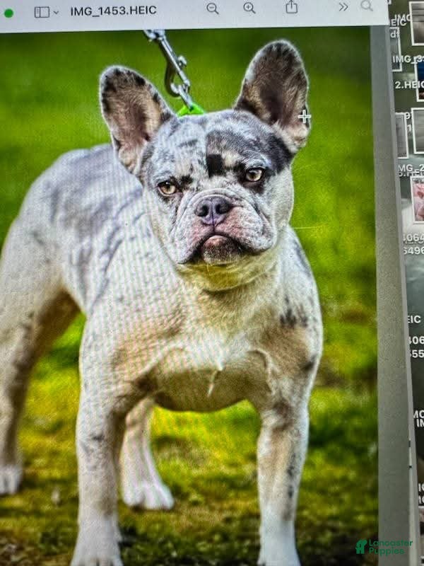 French Bulldog dogs for sale: Billy - Ad 2