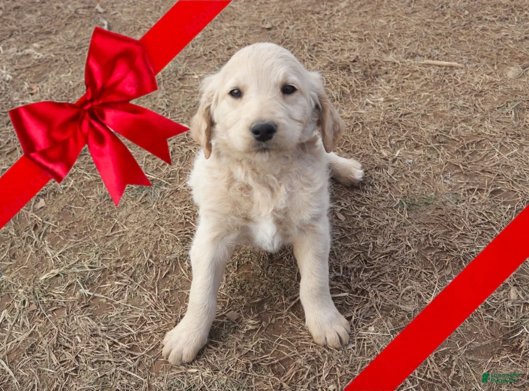 Goldendoodle dogs for stud: Kat and puddles  - Ad 2