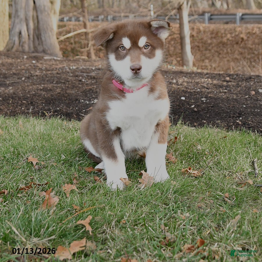 Alaskan Malamute dogs Sheba - Ad 15