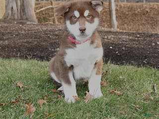 Alaskan Malamute dogs Sheba - Ad 15