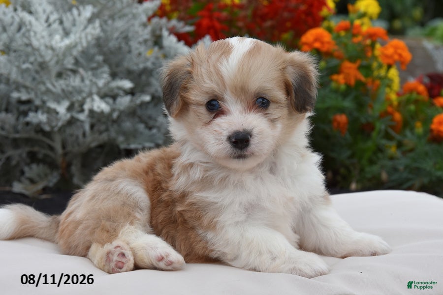 Corgipoo dogs Simba - Ad 2