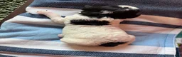 Maltipoo dogs for sale: rowan - Ad 3