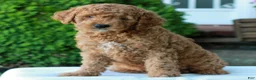 Mini Goldendoodle dogs for sale: Larry  - Ad 1