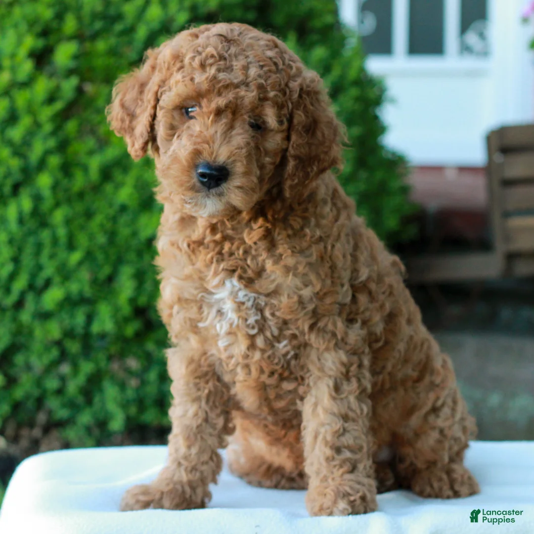 Mini Goldendoodle dogs for sale: Larry  - Ad 1