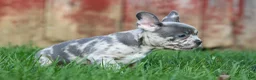 Frenchton dogs for sale: MINDY - Ad 7