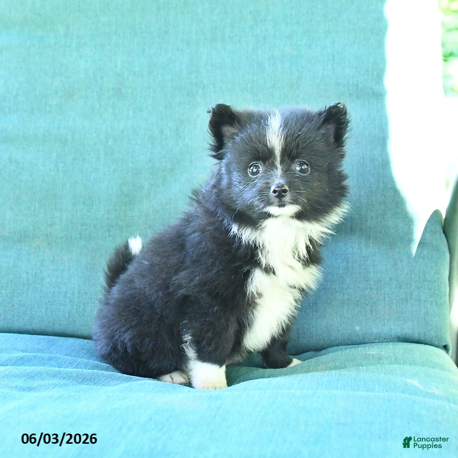Pomeranian dogs for sale: Truffle  - Ad 2