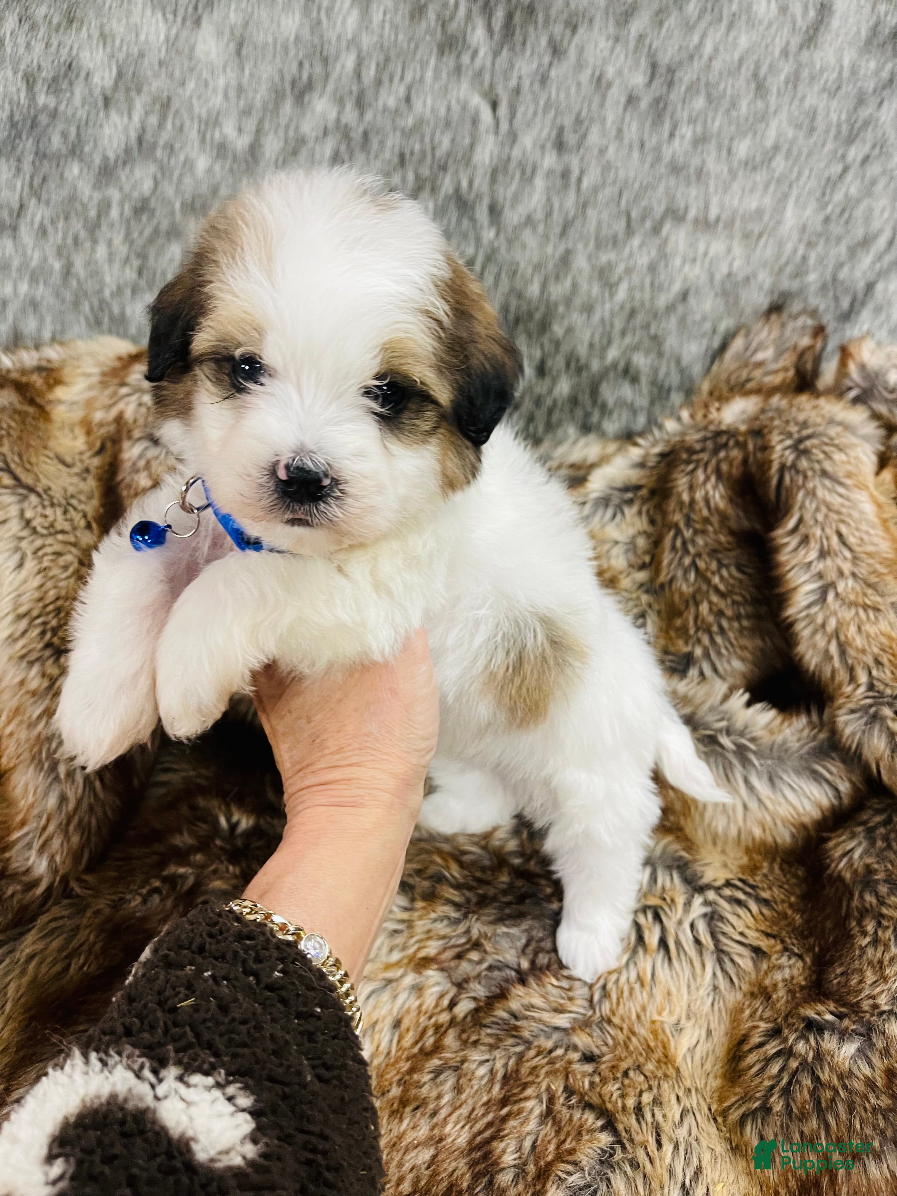 Mixed Breed dogs Mini bernedoodle male #2 - Ad 15