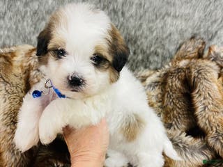 Mixed Breed dogs Mini bernedoodle male #2 - Ad 16