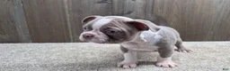 Boston Terrier dogs for sale: Shadow - Ad 10