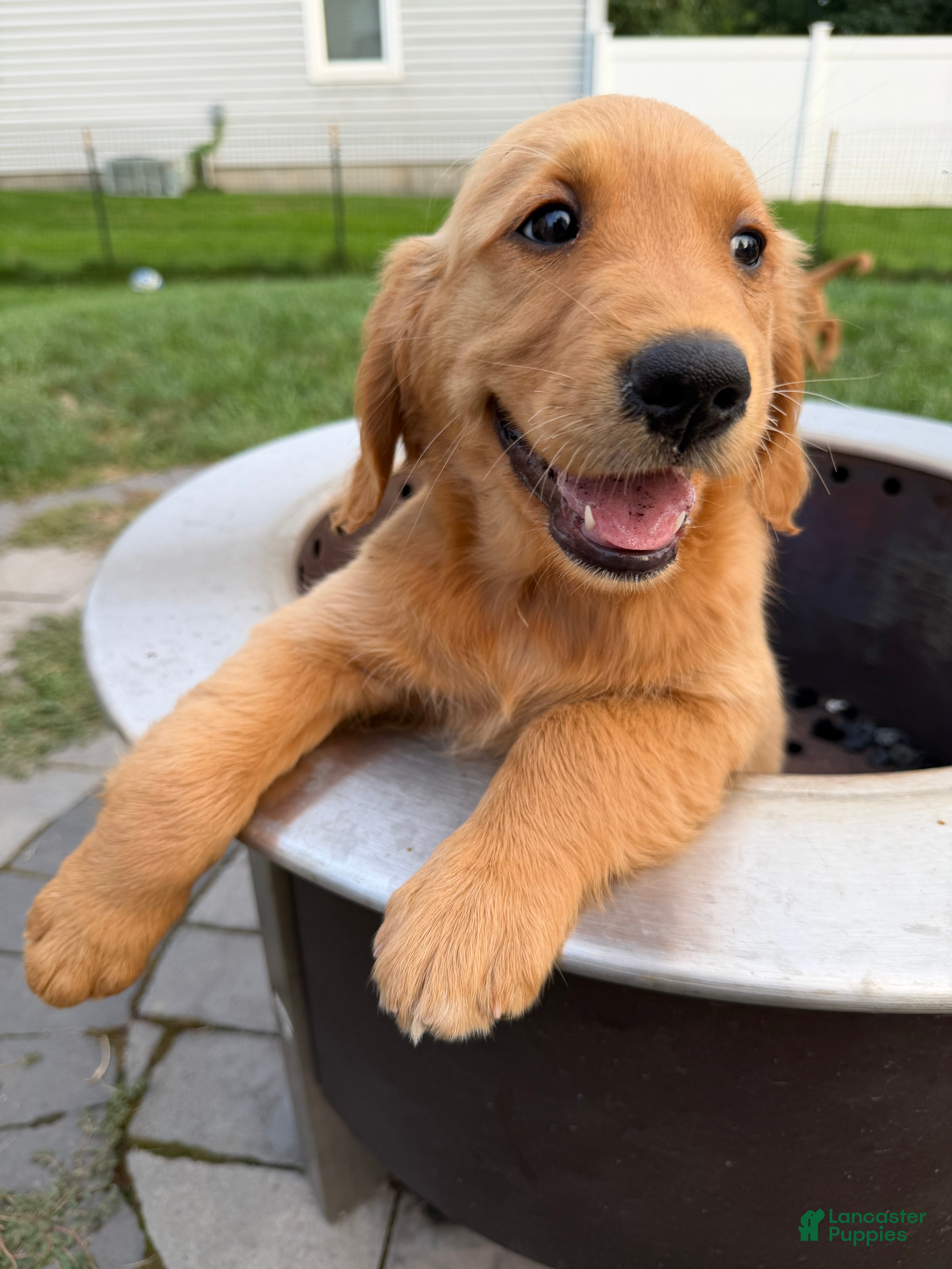 Golden Retriever dogs Scarlet - Ad 2