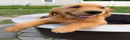 Golden Retriever dogs for sale: Scarlet - Ad 2