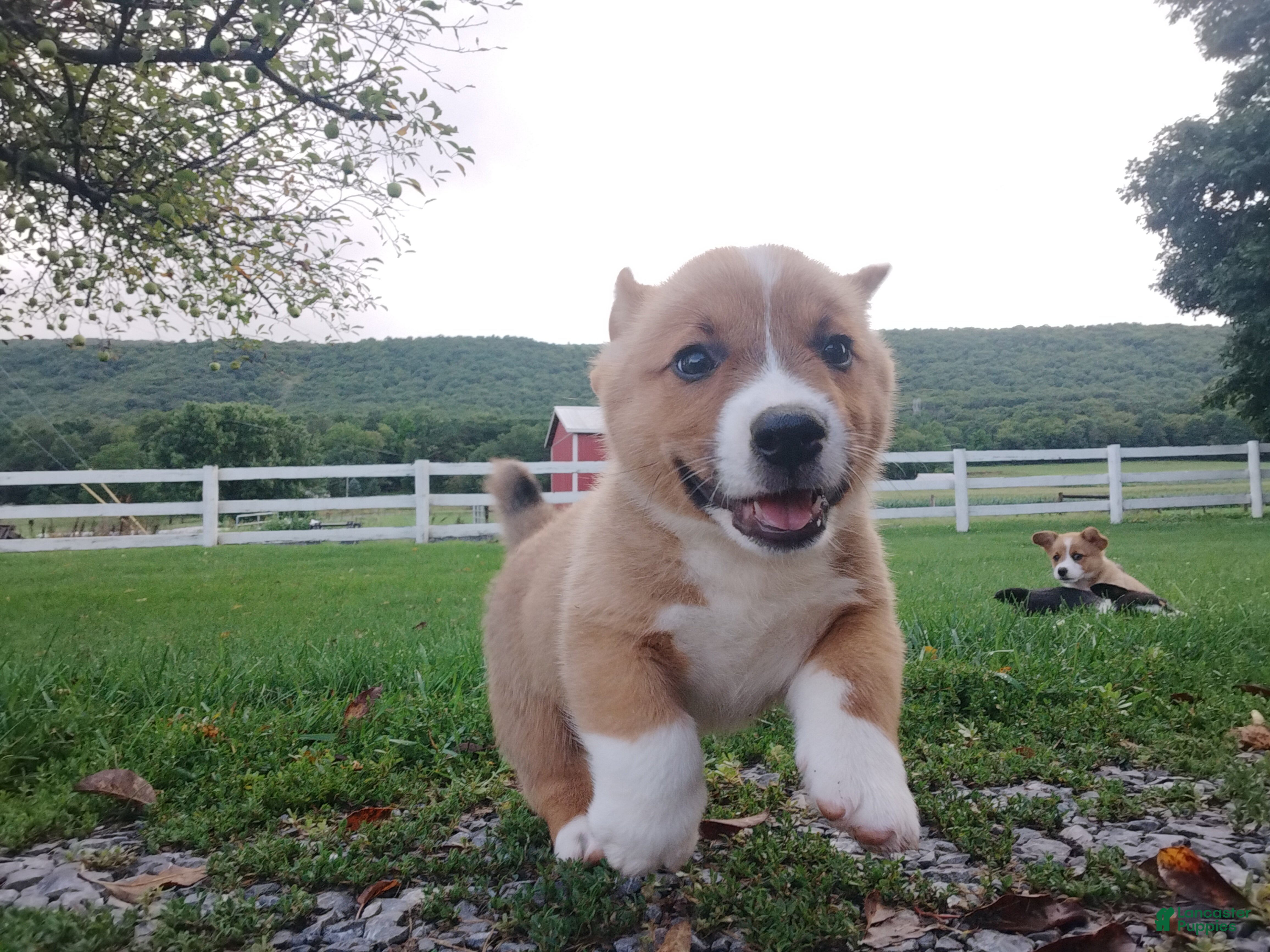Welsh Corgi Pembroke dogs Makia - Ad 2