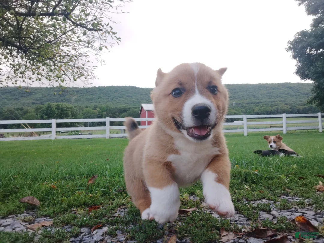 Welsh Corgi Pembroke dogs for sale: Makia - Ad 2