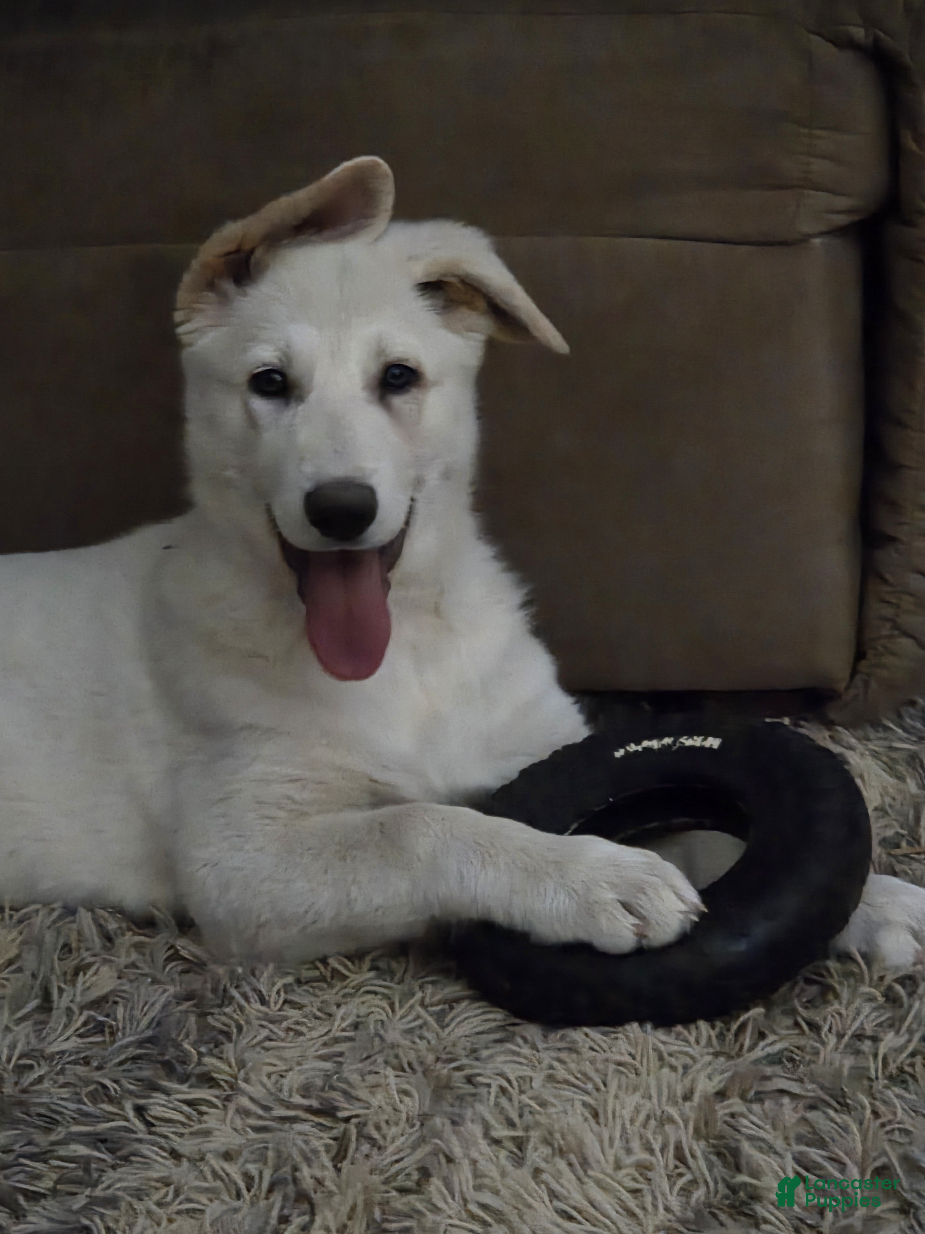 German Shepherd dogs White German Shepherd Puppy - Pink - Ad 7