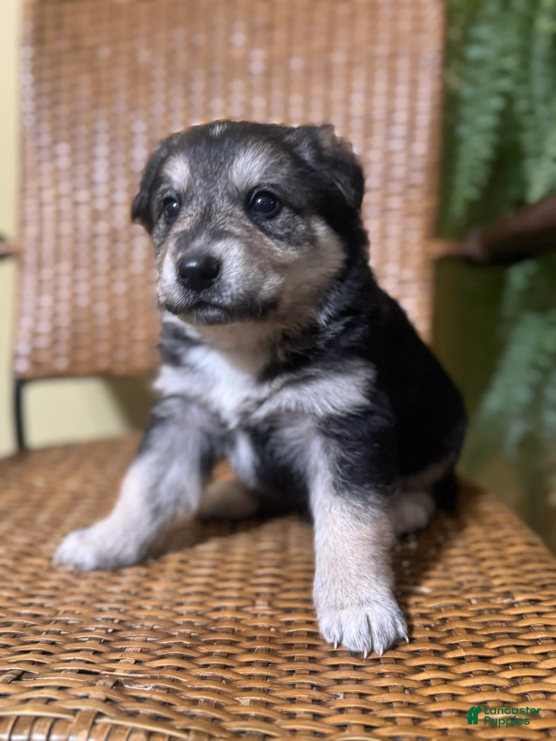 Mixed Breed dogs for sale: Dumpling - Ad 11