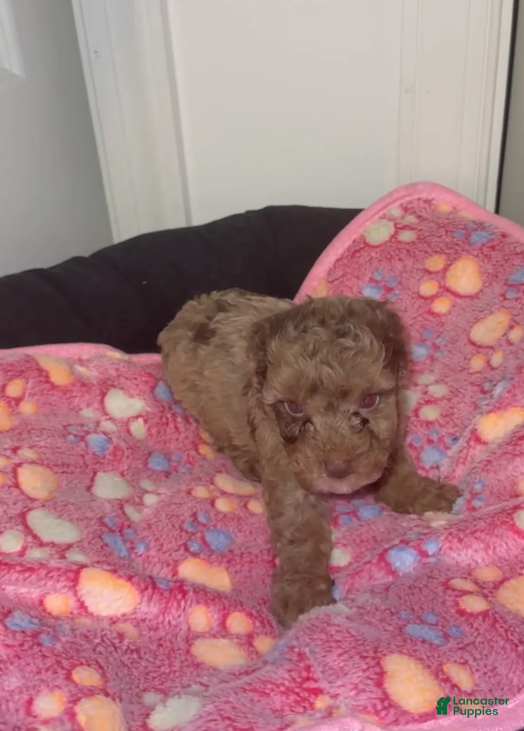 Miniature Poodle dogs for sale: Miniature Poodle 2 - Ad 2