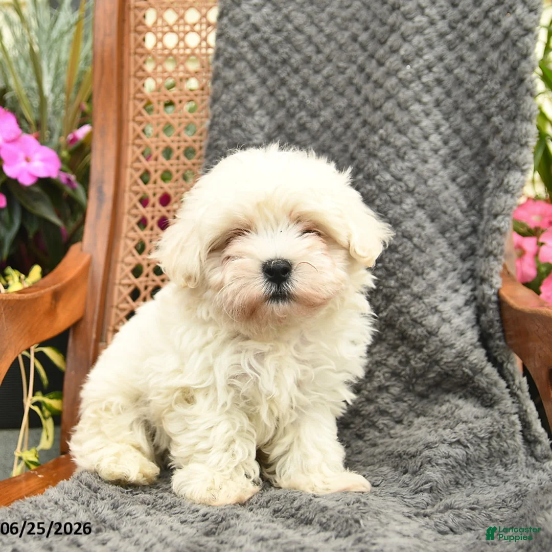 Maltipoo dogs for sale: Fluffy  - Ad 2
