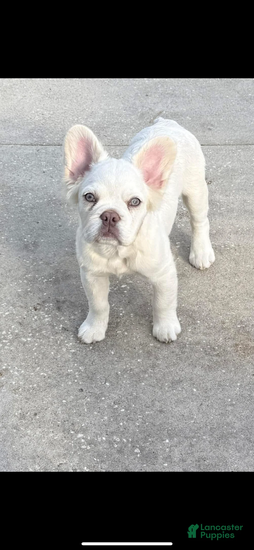 French Bulldog dogs for sale: French Bulldog Puppy 3 - Ad 1