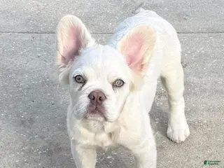 French Bulldog dogs for sale: French Bulldog Puppy 3 - Ad 4