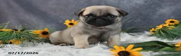 Pug dogs for sale: Karla - Ad 4