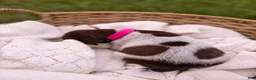 German Shorthaired Pointer dogs for sale: Charlotte - Ad 1