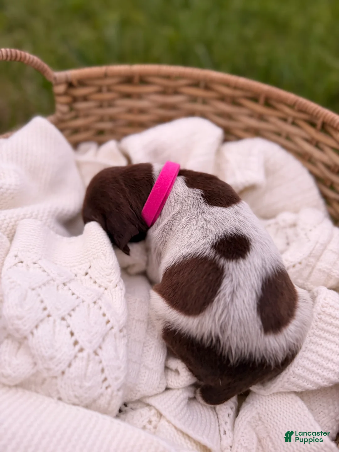 German Shorthaired Pointer dogs for sale: Charlotte - Ad 1