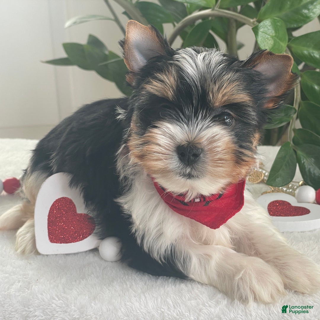 Biewer Terrier dogs for sale: Trey - Ad 6