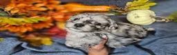 Maltipoo dogs for sale: Jinx - Ad 2
