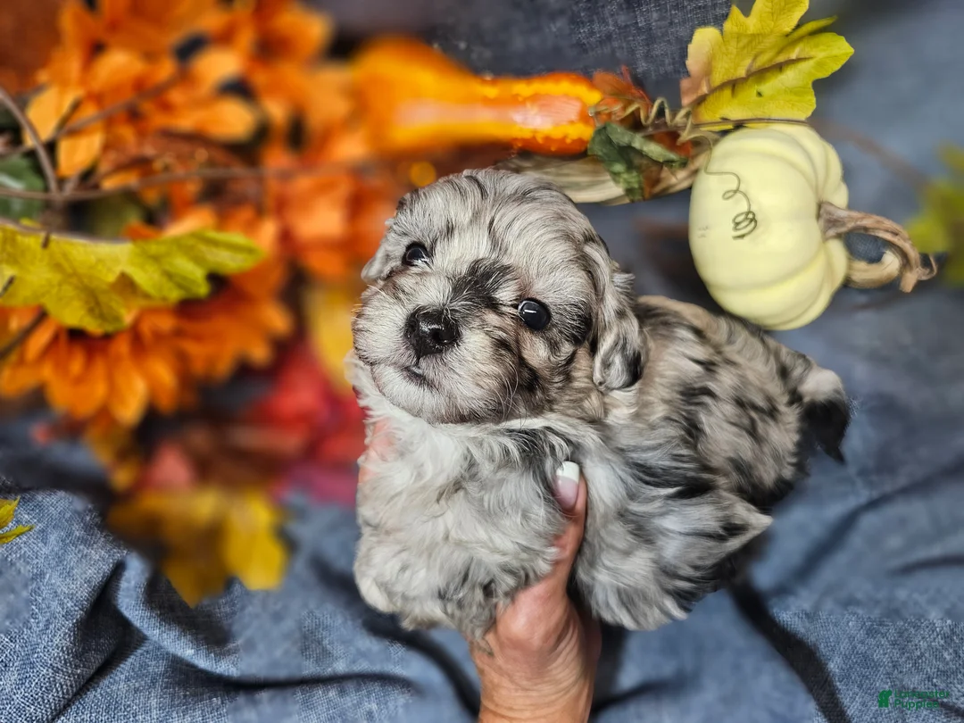 Maltipoo dogs for sale: Jinx - Ad 2
