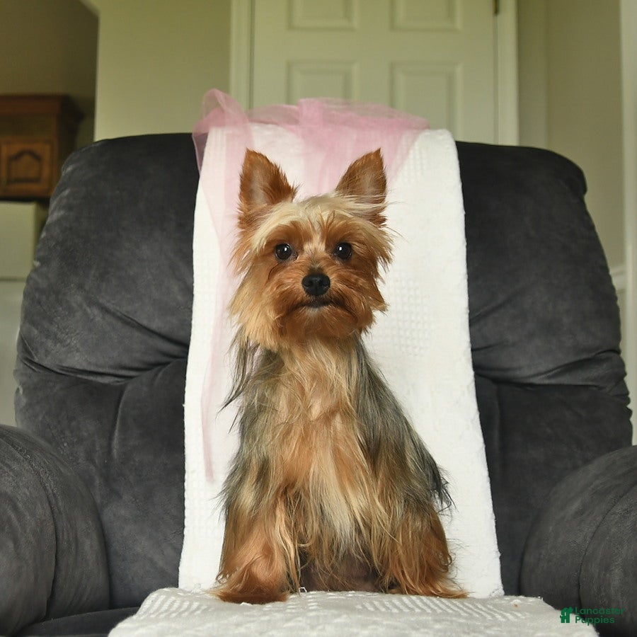 Yorkshire Terrier dogs Levi  - Ad 2