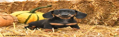 Gina