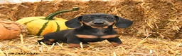 Miniature Dachshund dogs for sale: Gina - Ad 1