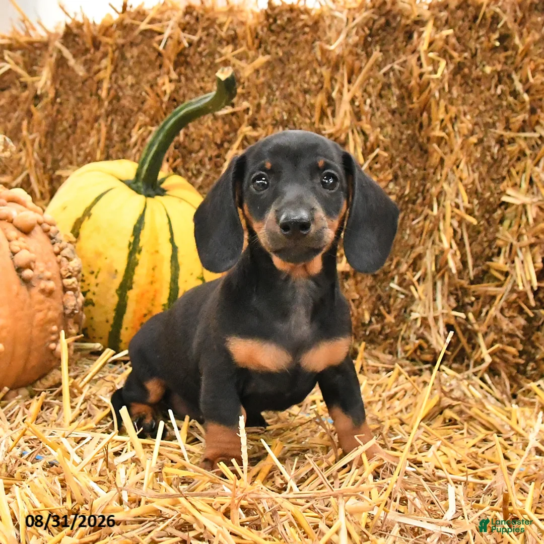 Miniature Dachshund dogs for sale: Gina - Ad 1