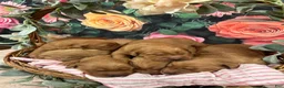 Golden Retriever dogs for sale: Honey - Ad 8