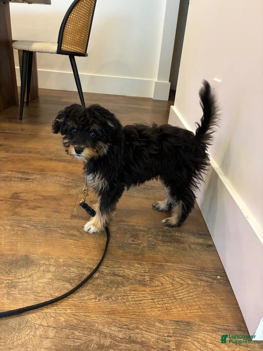 Aussiedoodle dogs for sale: Mila - Ad 2