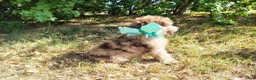 Mini Goldendoodle dogs for sale: Mini Goldendoodle 8 - Ad 5