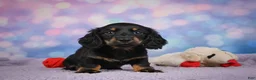Miniature Dachshund dogs for sale: AKC Jane - Ad 8