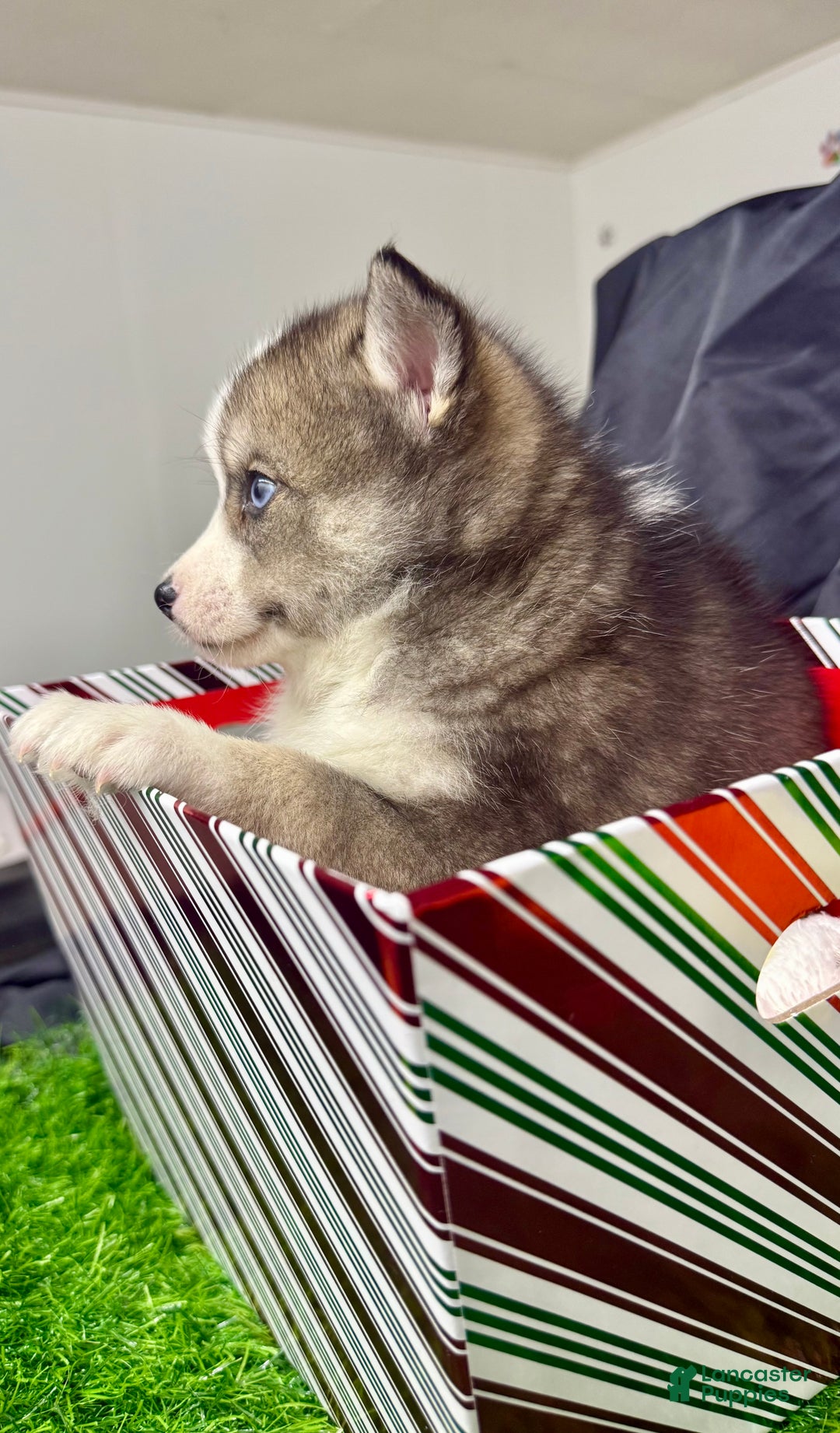 Mixed Breed dogs for sale: Cocoa - Ad 5