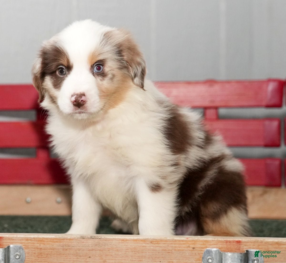 Miniature Australian Shepherd dogs Dexter - Ad 1