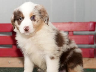 Miniature Australian Shepherd dogs Dexter - Ad 40