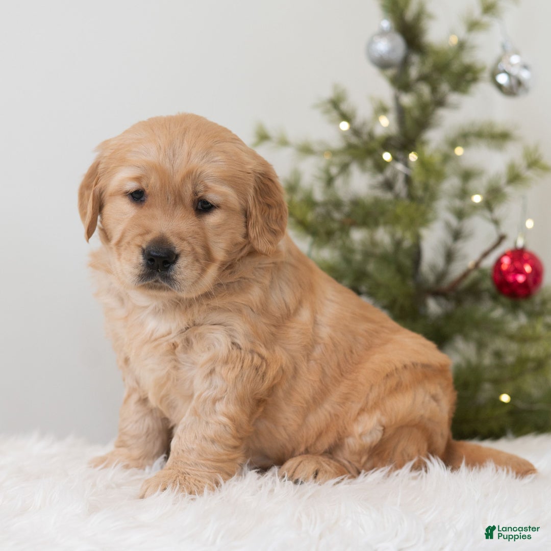 Golden Retriever dogs for sale: Humbug  - Ad 3
