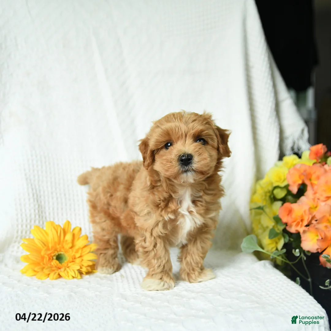 Maltipoo dogs for sale: Caleb - Ad 1