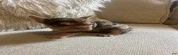 French Bulldog dogs for sale: French Bulldog 2 - Ad 3