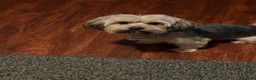 Shorkie dogs for sale: Shorkie 2 - Ad 2