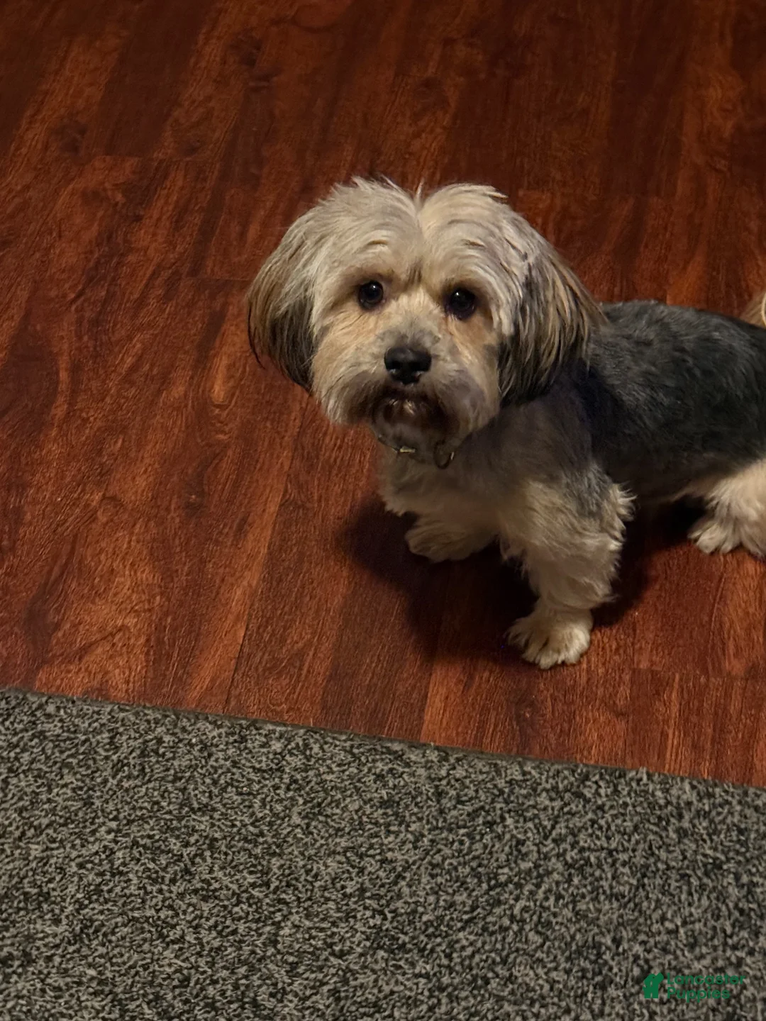 Shorkie dogs for sale: Shorkie 2 - Ad 2