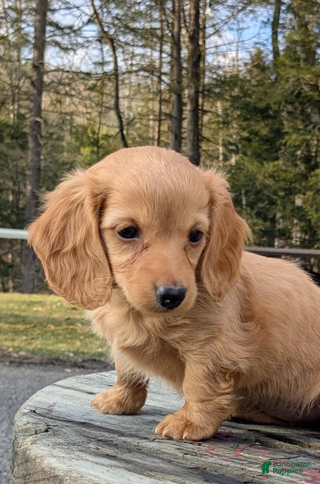 Miniature Dachshund dogs for sale: Miniature Dachshund Puppy 2 - Ad 2