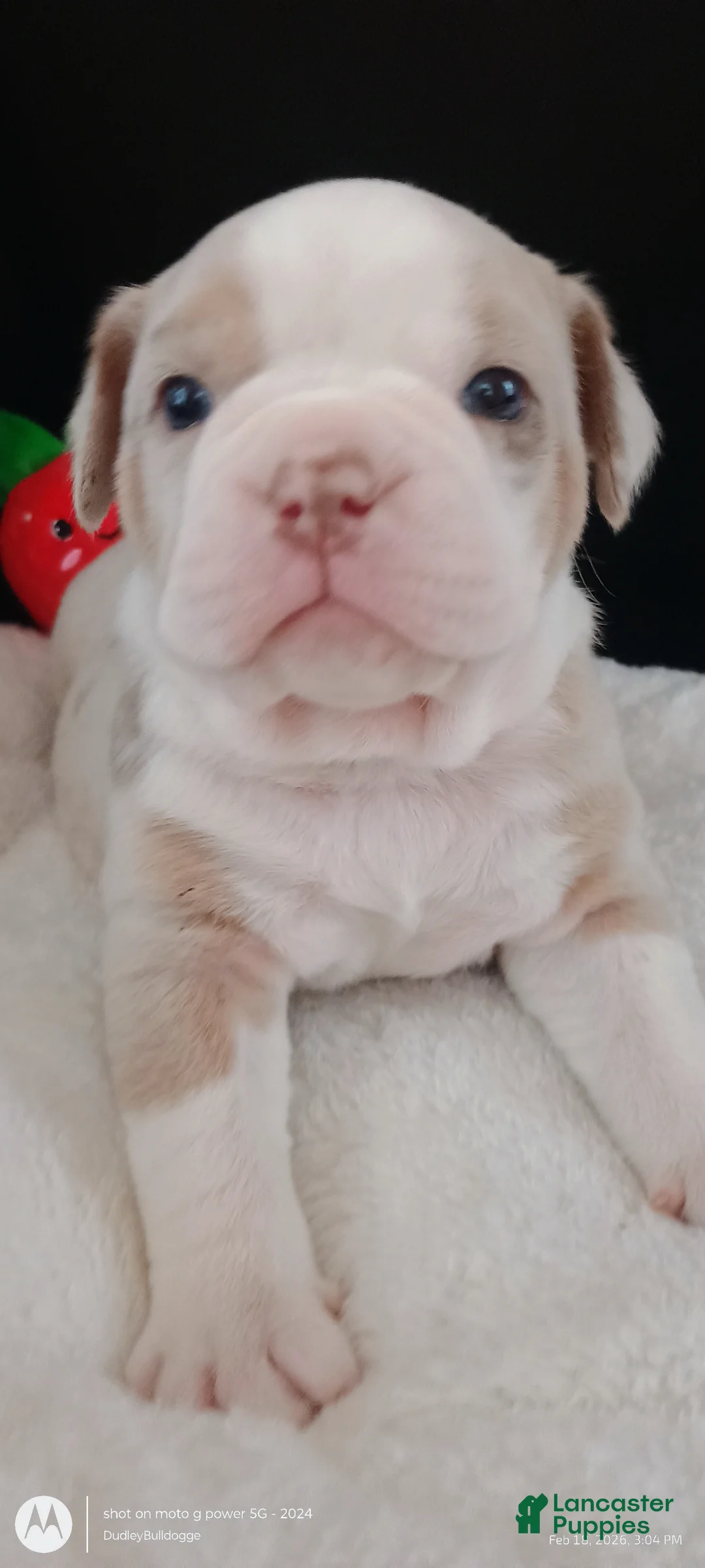Olde English Bulldogge dogs for sale: Olde English Bulldogge Mani - Ad 5
